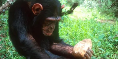 Гармония видов: захватывающие кадры людей и обезьян в процессе спаривания