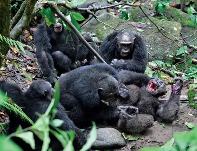 Окружение любви: фотографии, демонстрирующие процесс спаривания обезьян