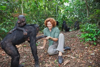 Изображения обезьян в Full HD: взгляд в джунглях
