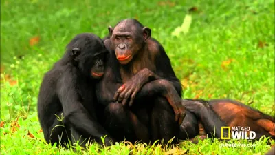 Фотография обезьяны: моменты взаимодействия