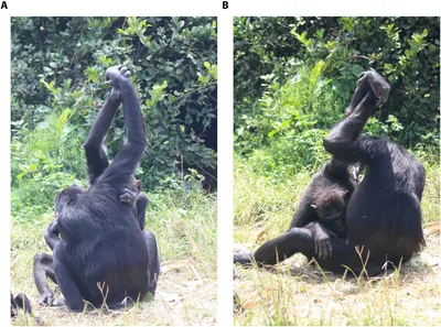 HD фото обезьяны: моменты интимности в природе
