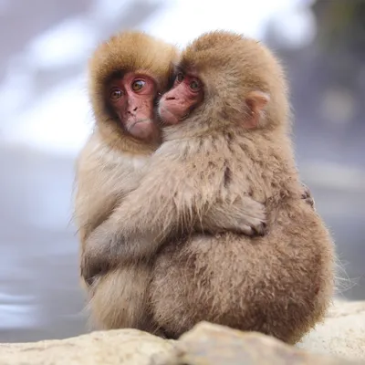 Png изображение обезьяны: прозрачная красота природы