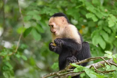 Jpg фотография обезьяны: запечатленные моменты
