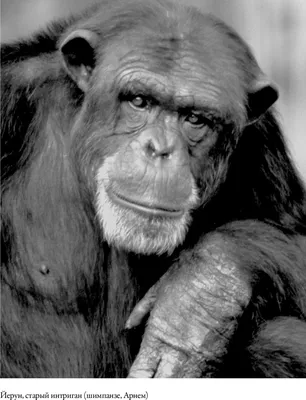 Gif арт обезьян: живая картина дикой жизни