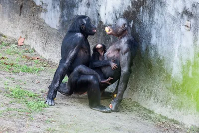 Фотографии спаривания обезьян 2024 года: Full HD обои