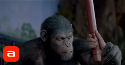 Фотографии спаривания обезьян: Рисунки в Full HD