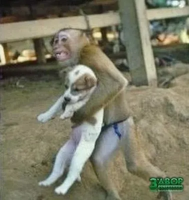 Арт-фото обезьян для Mac: Скачать бесплатно