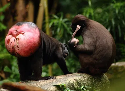 Уникальные моменты спаривания обезьян: скачать бесплатно в HD