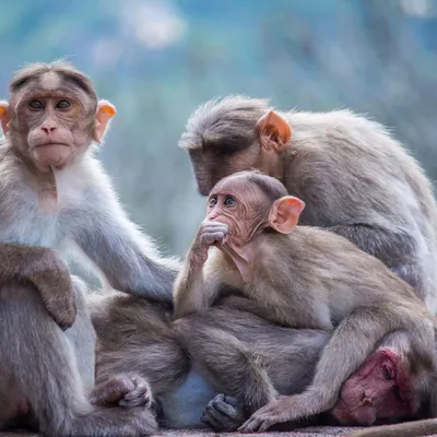 Фотографии спаривающихся обезьян: выбери размер и формат для скачивания