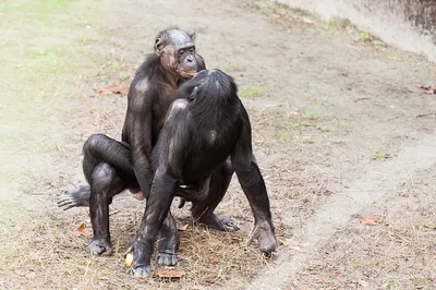 Загадочные обезьяны в любовном танце: фото в Full HD качестве