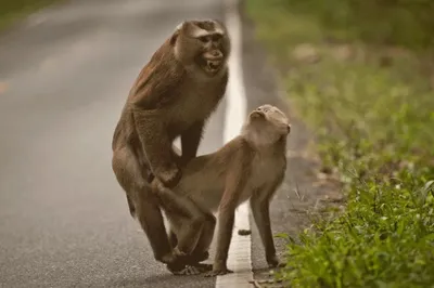 Спаривание обезьян: бесплатные изображения для скачивания в 4K