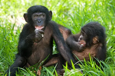 Фотосессия спаривающихся обезьян: скачай в WebP формате