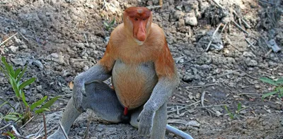 Фотографии спаривающихся обезьян: новые моменты в PNG формате