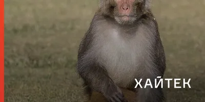 HD изображения любви у обезьян: скачивай бесплатно