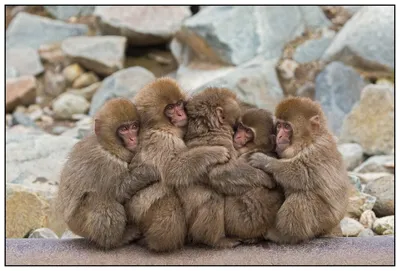 Бесплатные фото обезьян в процессе спаривания: новые эмоции