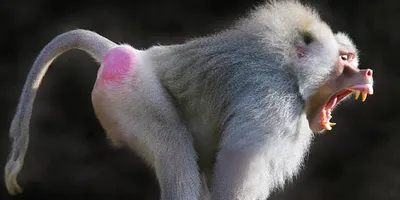 Исследование любовных обычаев обезьян: захватывающие кадры