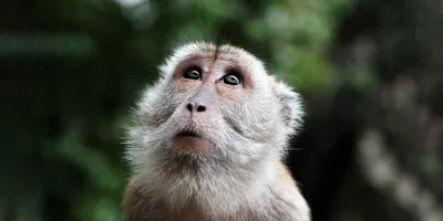 Спаривание обезьян в объективе: уникальные моменты любви