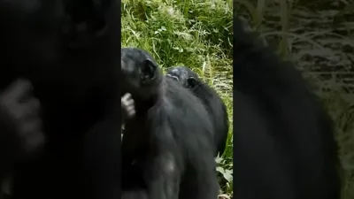 В поисках полового партнера: кадры обезьян в период спаривания