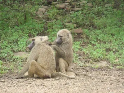 Игры любви среди лиан: обезьяны в романтической обстановке