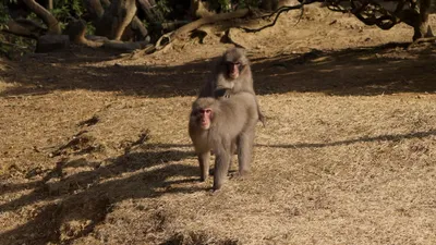 Любовь на ветвях: захватывающие кадры спаривания обезьян