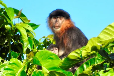 Природа любви: уникальные фотографии обезьян в момент спаривания