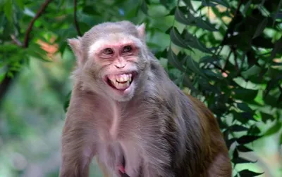 HD изображения обезьян: невероятные моменты природы