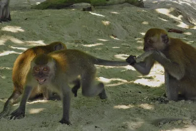 Захватывающие фотки обезьян: подборка лучших моментов