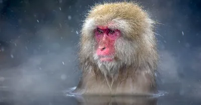 Фото с обезьянами: захватывающие моменты в gif