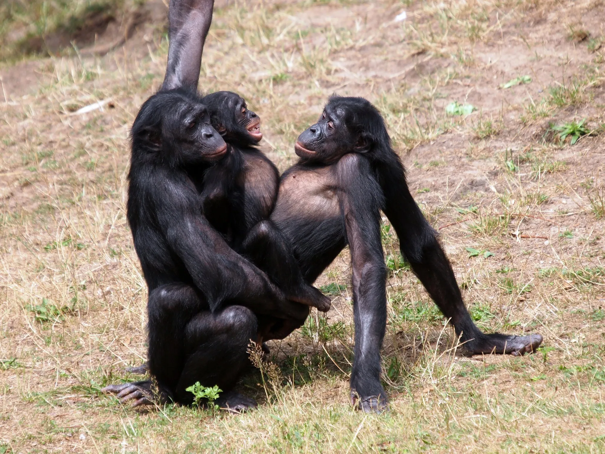Спаривание маленьких. Шимпанзе бонобо. Бонобо самец. Горилла бонобо. Шимпанзе бонобо спариваются.