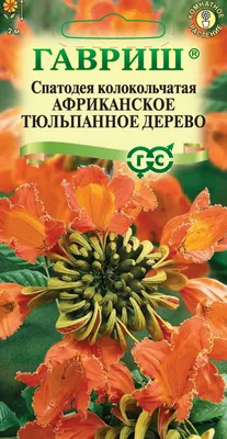 Изображение Спатодеи африканского тюльпанного дерева - бесплатное скачивание