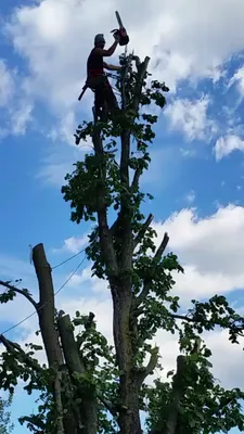 Лучшие снимки (Спил деревьев) для вашего устройства – обновите обои на экране.