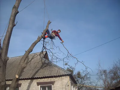 Мощные древние гиганты: фото невероятных спилов деревьев