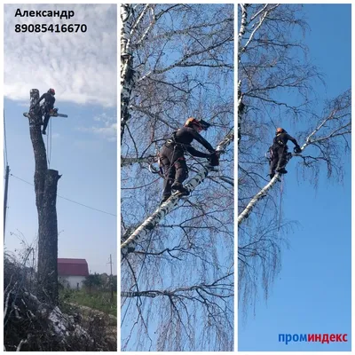 Смерть и возрождение: великолепные фотографии процесса спила деревьев