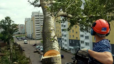 Фото деревьев в HD качестве