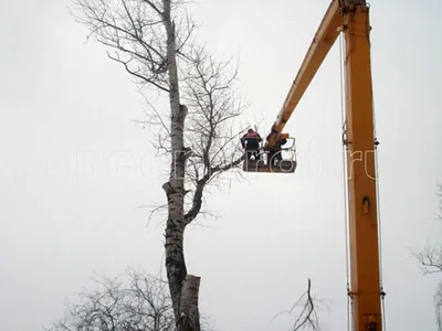 Фото (Спил деревьев) в высоком разрешении – наслаждайтесь прекрасными деталями изображений.