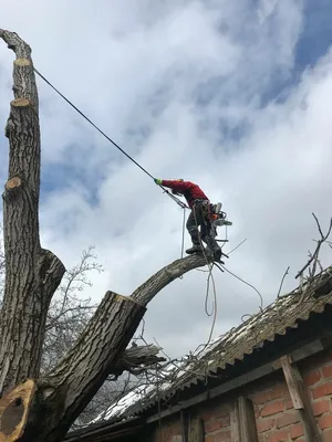 Фотка спила деревьев на андроид