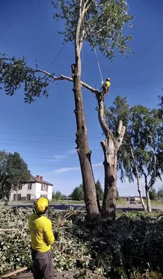 Рисунок спила деревьев для фона на айфон