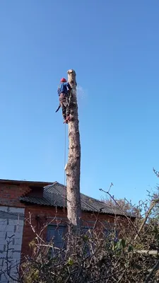 Фотографии спила деревьев для андроид