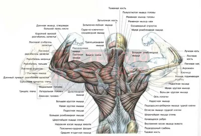 Разнообразие форматов: Фотографии Спины Человека (JPG, PNG, WebP)