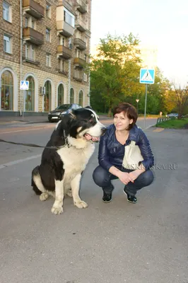 Фото Среднеазиатской овчарки для коллекционеров