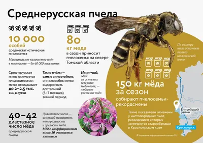 Среднерусская пчела  фото