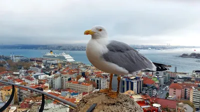 Зимний Стамбул в Объективе: Фотоальбом