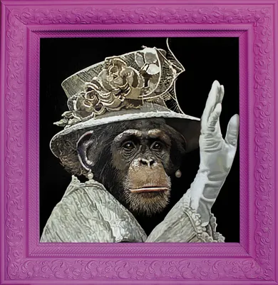 Обаятельная старая обезьяна: Фото в высоком разрешении