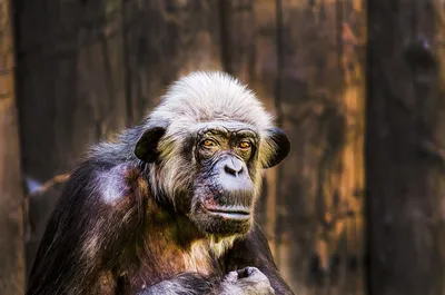 Старая обезьяна: Лучшие HD изображения для скачивания