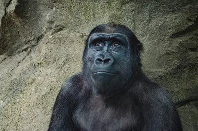 Портрет стареющей обезьяны: красота времени на фото