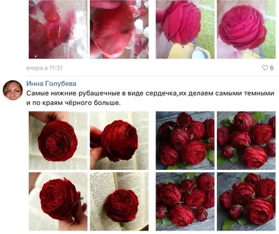 Фотография Староанглийская роза в формате webp