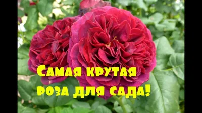 Староанглийская роза: фотография в png с возможностью скачать
