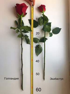 Фотография розового стебля с макроэффектом