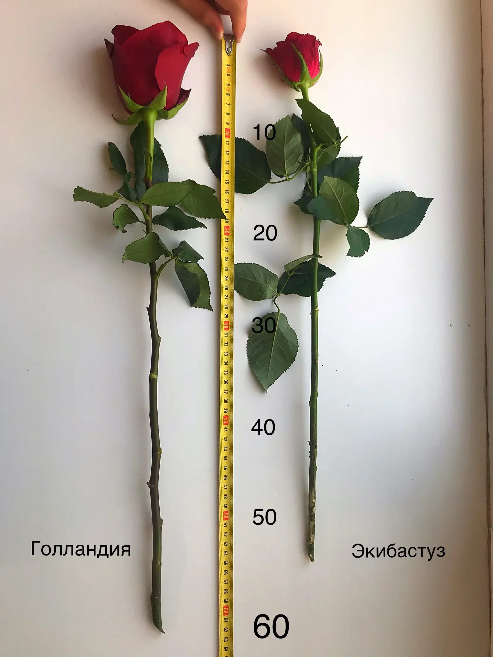 Разница 40 см. Размер розы. Голландские розы размер.