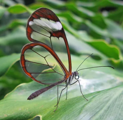 Стеклянная бабочка  фото